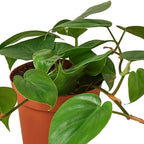 Philodendron Cordatum Heartleaf Live Plant for Indoor | Different Houseplants in 4'' & 6'' Pot | Real House Plant for Living Room, Office, Desk & Bathroom