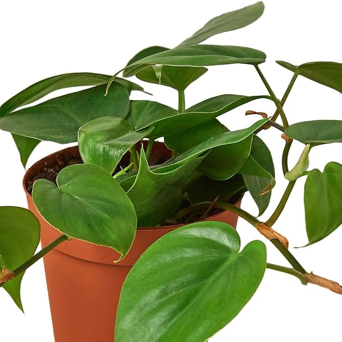 Philodendron Cordatum Heartleaf Live Plant for Indoor | Different Houseplants in 4'' & 6'' Pot | Real House Plant for Living Room, Office, Desk & Bathroom