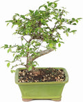 Chinese Elm