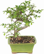 Chinese Elm