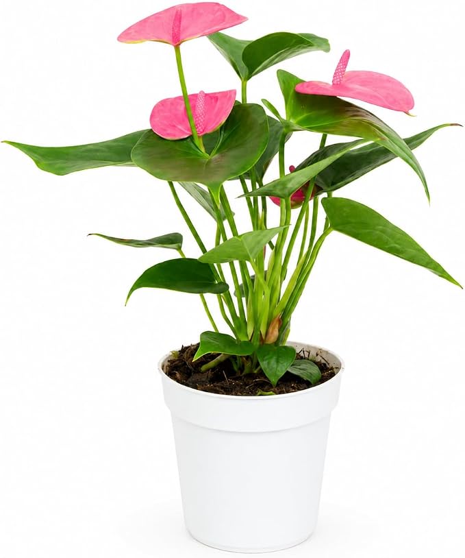Anthurium Pink Live Plant, Flowering Houseplant for Indoors, Low Maintenance Long Lasting Flowers, Ships in Bloom