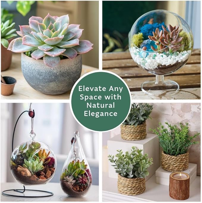 Creations by Nathalie 6 Pack Live Succulent Plants – Assorted Small Indoor Succulents, Bulk Easy Care Live Plants for Events, Wedding Favors, Home, Office & Terrariums