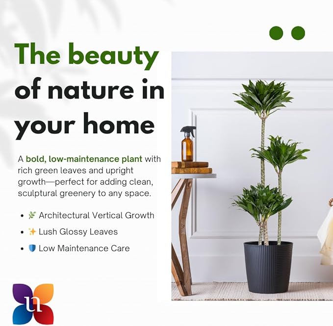 Dracaena Janet Craig Compacta Live Plant Low Light Tropical Indoor Tree Easy Care Air Purifier Plant for Office and Home Decor (Plant Pot, Large (38-48 inches Tall), Dracaena Janet Craig Compacta)