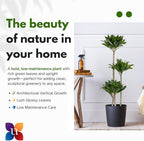 Dracaena Janet Craig Compacta Live Plant Low Light Tropical Indoor Tree Easy Care Air Purifier Plant for Office and Home Decor (Plant Pot, Large (38-48 inches Tall), Dracaena Janet Craig Compacta)