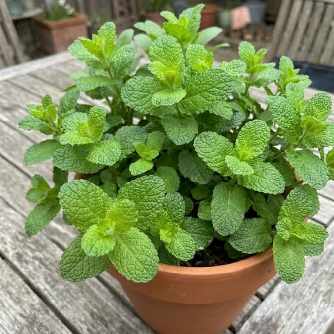 Apple Mint Plants Live, Mint Plants for Inside and Home Décor, 3-Inch Potted Fresh Herb for Kitchen Gardens and Indoor Outdoor Growing