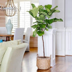 Brighter Blooms - Fiddle-Leaf Fig Tree, 4-5 ft. - No Shipping to AK, AZ, HI, OR