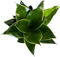Live Plant, Snake Plant, Indoor Plant, Sansevieria, Air Purifying, Easy Care, 4 inch Pot by Hopewind Plants Shop (Emerald Star)