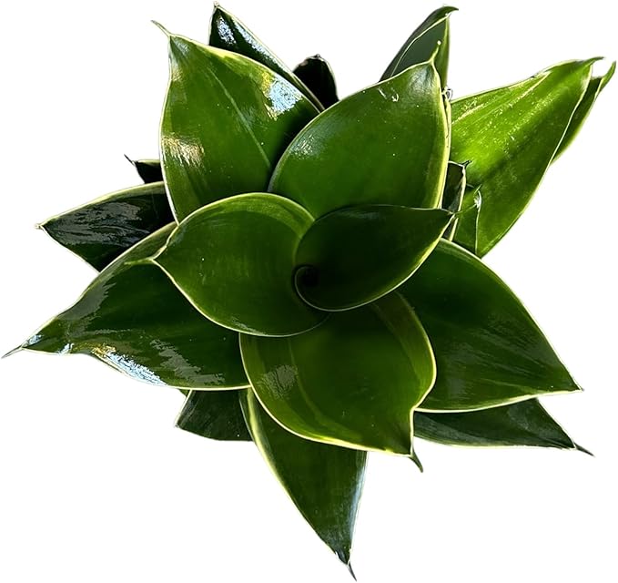 Live Plant, Snake Plant, Indoor Plant, Sansevieria, Air Purifying, Easy Care, 4 inch Pot by Hopewind Plants Shop (Emerald Star)