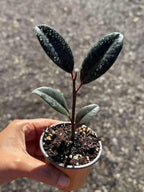 PLANTVERS Ficus Elastica Burgundy Rubber Tree Plant, Live Indoor Houseplant with Dark Glossy Foliage, 2 Inch Grow Pot, Air Purifying, Easy Care