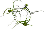ragnaroc Air Plants - Flowering Tillandsia Bulbosa Guatemala, Large 3-5" - 3ct - Live Arrival Guaranteed - House Plants for Home Decor & Gift