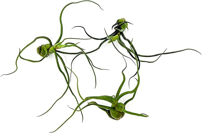 ragnaroc Air Plants - Flowering Tillandsia Bulbosa Guatemala, Large 3-5" - 3ct - Live Arrival Guaranteed - House Plants for Home Decor & Gift