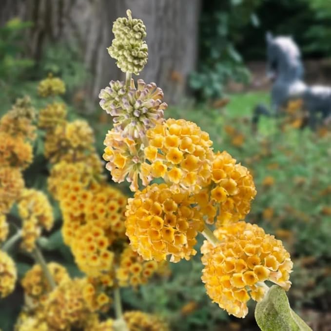 Yellow Orange Butterfly Bush Live Shrub Plant Shrub, Buddleia Bush Well Rooted, 5 to 10 Inc Tall