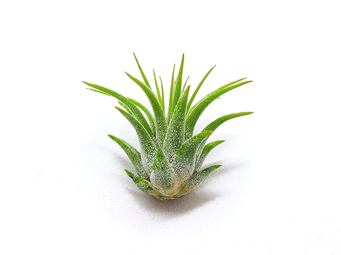 Fairy Garden Tillandsia Air Plants Live Indoor Plants (100PK), Terrarium Plants Live Houseplants Fairy Garden Accessories, Live Plants Indoor Fairy Garden Kit, Air Plant Lover Gifts by Plants for Pets