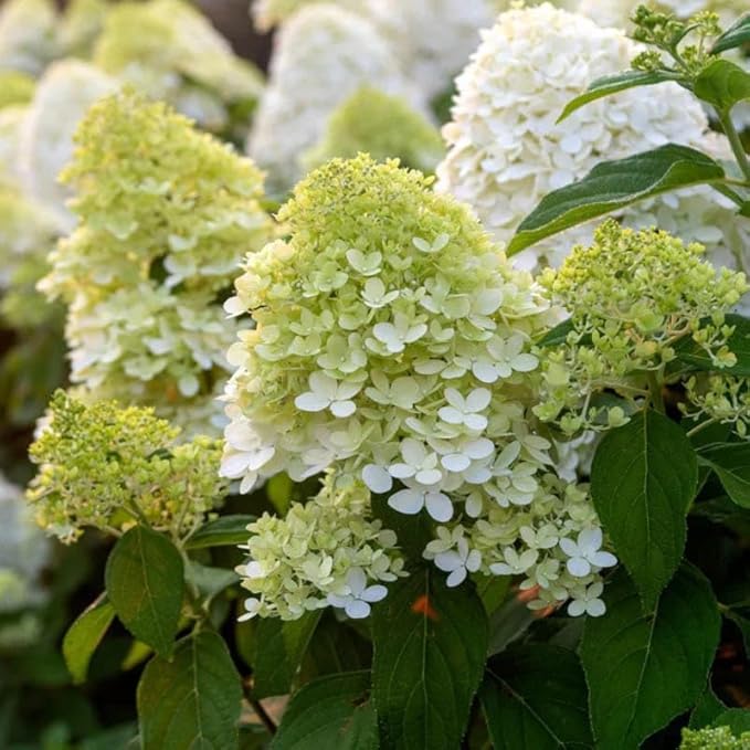 2 Limelight Hydrangea Tree Live Plants | 1-2ft Bare Root Seedlings | Low Maintenance Flowering Shrub | Well-Rooted Tree for Landscapes | Dormant Plant