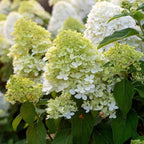 2 Limelight Hydrangea Tree Live Plants | 1-2ft Bare Root Seedlings | Low Maintenance Flowering Shrub | Well-Rooted Tree for Landscapes | Dormant Plant