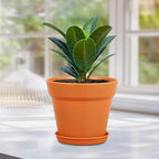 Meowell 6 inch Plastic Nursery Pots, 16 Pack Plant Pots for Indoor Outdoor Plants, Flower Pots with Drainage Holes and Saucers, Decorative Seedling Starter Planters for House Plants, Terracotta