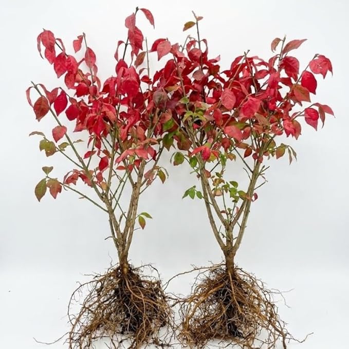 2 Burning Bushes Tree for Planting | 8-12" Rooted Cuttings | Hardy Fire Bush Shrub Live Plant to Decorative Hedge