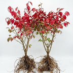 2 Burning Bushes Tree for Planting | 8-12" Rooted Cuttings | Hardy Fire Bush Shrub Live Plant to Decorative Hedge