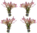 SubstrateSource Live Aquarium Red Stem Plants - Freshwater Aquatic Plant for Fish Tanks, Aquascaping - (Rotala Blood, 4 Bunches)
