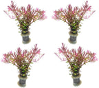 SubstrateSource Live Aquarium Red Stem Plants - Freshwater Aquatic Plant for Fish Tanks, Aquascaping - (Rotala Blood, 4 Bunches)