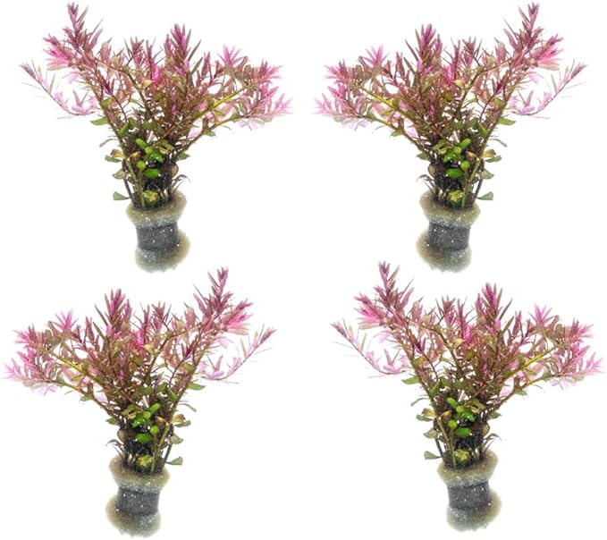 SubstrateSource Live Aquarium Red Stem Plants - Freshwater Aquatic Plant for Fish Tanks, Aquascaping - (Rotala Blood, 4 Bunches)