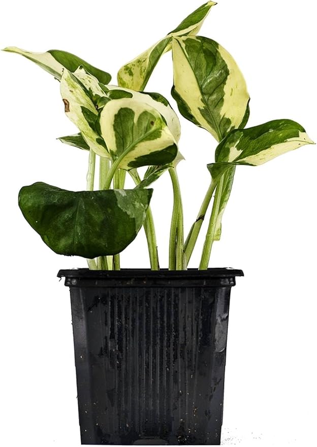 Josh's Frogs Epipremnum aureum Pothos (N Joy)