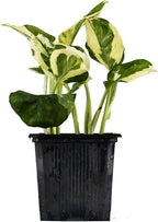 Josh's Frogs Epipremnum aureum Pothos (N Joy)