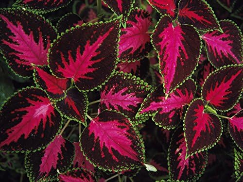 Beautiful 100 Coleus Seeds Rainbow Mix House Plant Ornamental