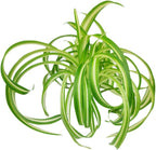 Curly Spider Plant 'Bonnie' (4 inch) - Air-Purifying Houseplants - 4/6 inch Unique Live Decorative Houseplants - Low-Maintenance Indoor Plants, House Warming Gift, Natural Air Purifier