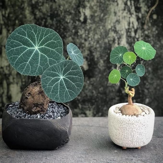 Stephania Cephalantha Live Plant, 3.5-4" Caudex with Sprouts, Rare Hardy Caudex Succulent Houseplant for Indoor Growing and Home Décor