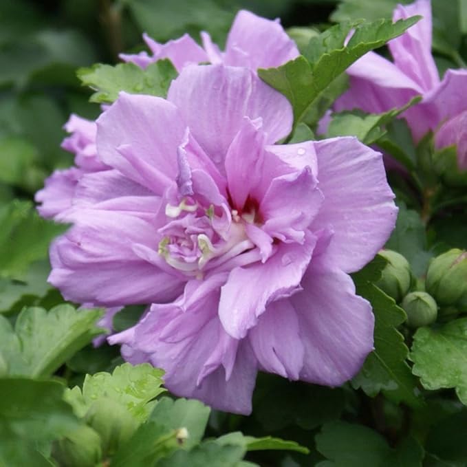 Brighter Blooms - Lavender Rose of Sharon Althea Tree, 3-4 ft. - No Shipping to AK, AZ, HI, OR