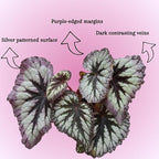 Begonia Live Plant, Begonias Live Plant, Rare Begonias Plants, 5-7 Inches in Height for Indoor Houseplant (Silver Purple Leaves Begonia)