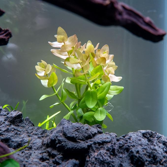 SubstrateSource Live Aquarium Red Stem Plants - Freshwater Aquatic Plant for Fish Tanks, Aquascaping - (Cabomba Piauhyensis Red, 1 Bunch)