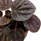 BubbleBlooms Red Peperomia caperata, Red Emerald Ripple, Frost, Platinum, in a 2 inch Pot Tiny Mini Pixie Plant