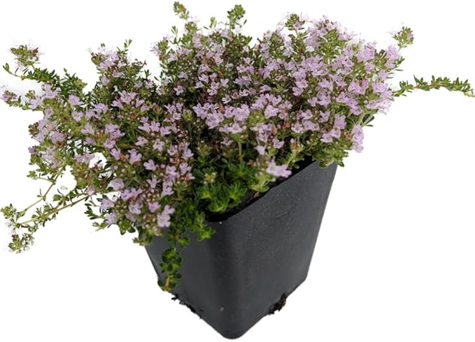Elfin Thyme Plant - Thymus Minus - World's Smallest Thyme - Live Plant - 3" Pot
