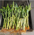 Lucky Bamboo 20 Stalks of Pure Luck, Free Butterfly Stake, No Green Thumb Required! Just add Water, Indoor Perennial Plants, Ideal Gift, Feng Shui