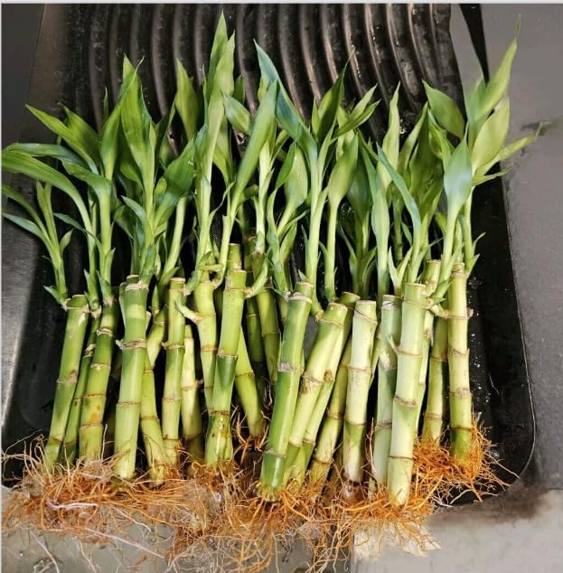Lucky Bamboo 20 Stalks of Pure Luck, Free Butterfly Stake, No Green Thumb Required! Just add Water, Indoor Perennial Plants, Ideal Gift, Feng Shui