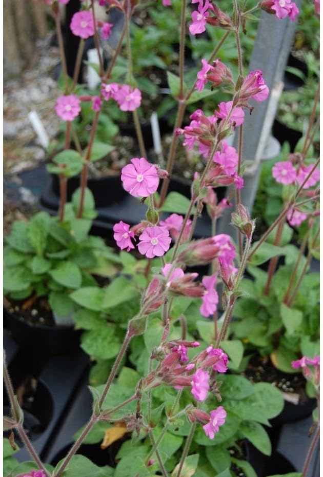 RedCrocus Valley High Campion Silene dioica- Vibrant Pink Blooms, Pollinator Attractant, Shaded Garden or Container Plant, Deer & Pet Safe 1 Gallon (Pack of 5)