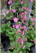 RedCrocus Valley High Campion Silene dioica- Vibrant Pink Blooms, Pollinator Attractant, Shaded Garden or Container Plant, Deer & Pet Safe 1 Gallon (Pack of 5)