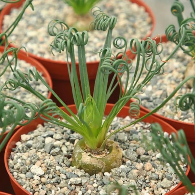 Rare Albuca Spiralis Plant Live in 3" Pot, Corkscrew Frizzle Sizzle Houseplant Ornamental Albuca Spiralis, Curly Grass Succulent Live Plant
