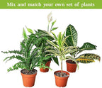 Aralia Green Live Plant for Indoor | Different Houseplants in 4'' & 6'' Pot | Real House Plant for Living Room, Office, Desk & Bathroom | Aralia Polyscias