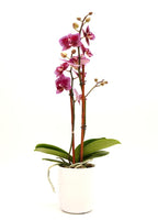 DecoBlooms Premium Purple 3” Orchid Live Indoor Plant (Modern Pot Included) – Grown in the USA - Fresh Flowering Home Decor Delivery for Birthday, Anniversary, Sympathy, Wedding, Mother's Day