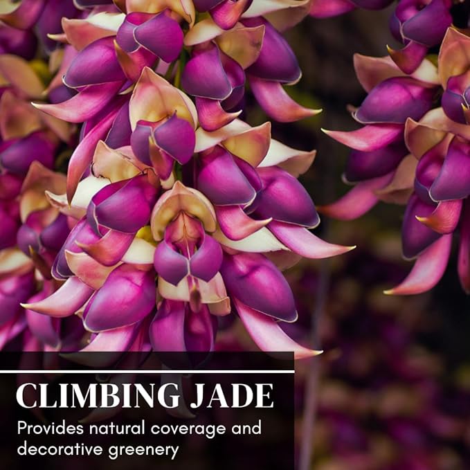 Climbing Jade Vine Seeds to Plant - 2 Big Healthy Seeds - Mucuna Sempervirens Seeds to Grow - Rare