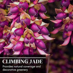 Climbing Jade Vine Seeds to Plant - 2 Big Healthy Seeds - Mucuna Sempervirens Seeds to Grow - Rare