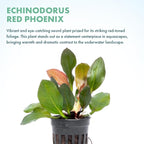 SubstrateSource Live Plants - Echinodorus ‘Red Phoenix’ (Echinodorus sp.) - Medium to High Light, Red Green, Midground to Background Placement, Freshwater Aquascaping Aquatic Plant - Pot