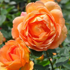 Rose Live Plant, Roses Flower Plant, Fragrant Flower for Planting, 4-6 Inches Tall, Bush Shrub Plants, Well Rooted, Ready to Grow (Orange Rose)