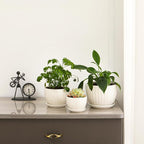STHIE Ceramic Plant Pots with Drainage Holes and Saucers, Round White Flower Pots for Indoor Plant, Diameter 3.3/4.3/5.5 Inches Small Flower Planters Set of 3
