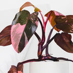 Philodendron Plant Live, Rare Variegated Philodendron Houseplant for Planting, Home Office Decor 4 to 8 Inches (Pink Variegated)