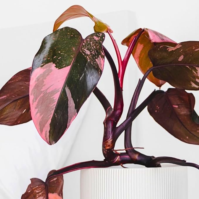 Philodendron Plant Live, Rare Variegated Philodendron Houseplant for Planting, Home Office Decor 4 to 8 Inches (Pink Variegated)