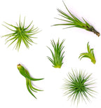 Altman Plants, 12 Air Plant Variety Pack - Small Tillandsia Terrarium Kit - Assorted Species of Live Tillandsia Tropical House Plants for Sale, 2 to 5 Inches Each - Air Plants for Indoor Home Decor